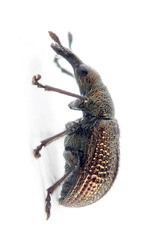 Involvulus cupreus