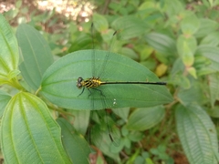 Leptogomphus lansbergei