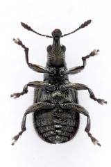 Involvulus cupreus
