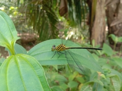 Leptogomphus lansbergei