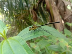Leptogomphus lansbergei