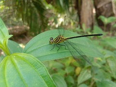 Leptogomphus lansbergei