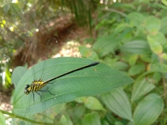 Leptogomphus lansbergei