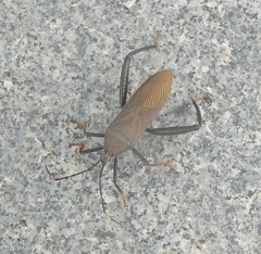 Notobitus meleagris