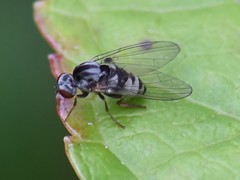 Polyporivora picta
