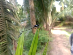 Onychargia atrocyana