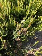 Erica curtophylla