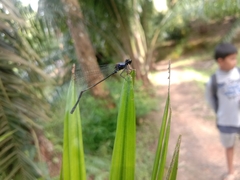 Onychargia atrocyana