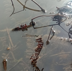 Pseudocopera ciliata