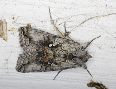 Syngrapha octoscripta