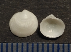 Lucinella divaricata