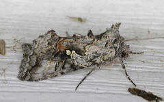 Syngrapha octoscripta