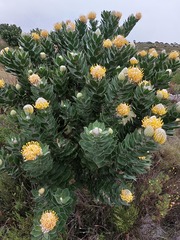 Leucospermum conocarpodendron