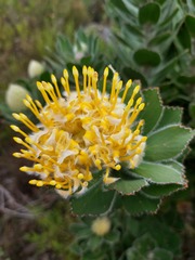 Leucospermum conocarpodendron
