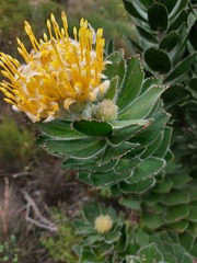 Leucospermum conocarpodendron