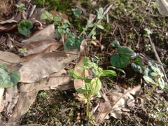 Pseudocopera ciliata