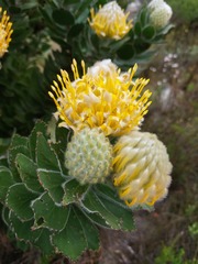 Leucospermum conocarpodendron