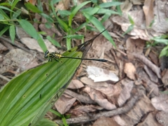 Leptogomphus lansbergei