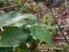 Leptogomphus lansbergei