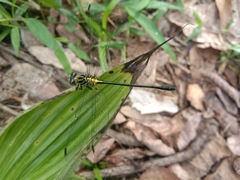 Leptogomphus lansbergei