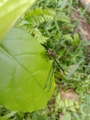 Leptogomphus lansbergei