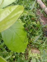 Leptogomphus lansbergei