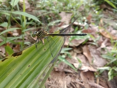 Leptogomphus lansbergei
