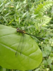 Leptogomphus lansbergei