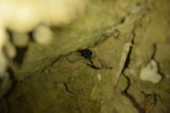 Phaeognathus hubrichti