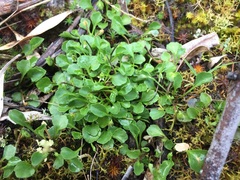 Viola cleistogamoides