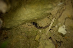 Phaeognathus hubrichti