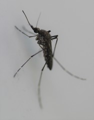 Aedes camptorhynchus