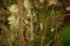 Phaeognathus hubrichti