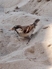 Passer domesticus