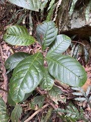 Quintinia