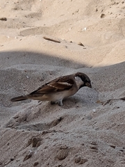 Passer domesticus