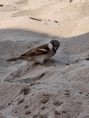 Passer domesticus