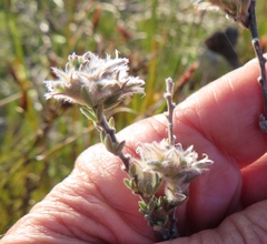 Aspalathus caledonensis