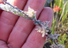 Aspalathus caledonensis