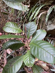 Quintinia