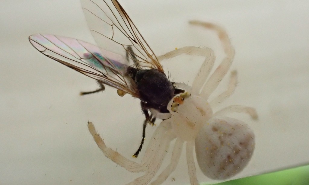 Milky Flower Spider from Adelaide SA, Australia on October 23, 2021 at