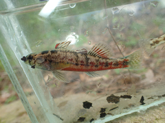 Etheostoma chermocki