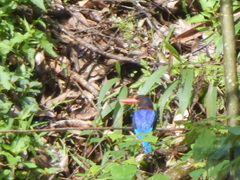 Halcyon cyanoventris