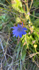 Cichorium intybus