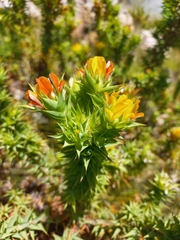 Aspalathus cordata