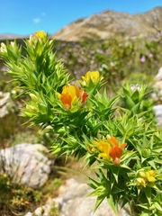 Aspalathus cordata