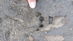 Hystrix africaeaustralis