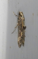 Blastodacna atra
