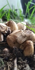 Coprinellus