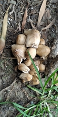 Coprinellus